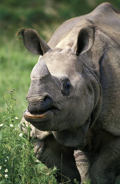 Rinocérosz Indien rinocérosz unikornis — Stock Fotó