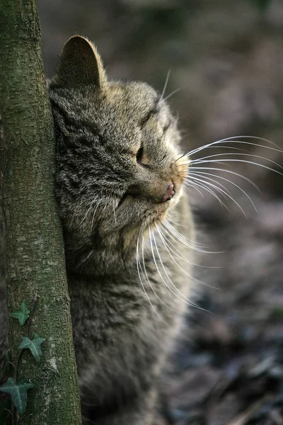 Plaudern sauvage d 'europe felis silvestris — Stockfoto