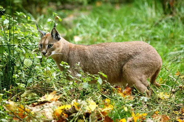 CARACAL caracal caracal — Stock Photo, Image