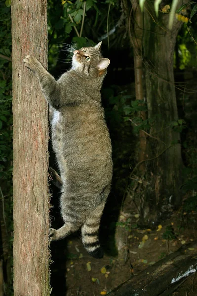 Plaudern sauvage d 'europe felis silvestris — Stockfoto