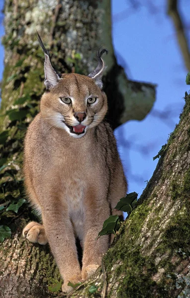 CARACAL caracal caracal — Stock Photo, Image