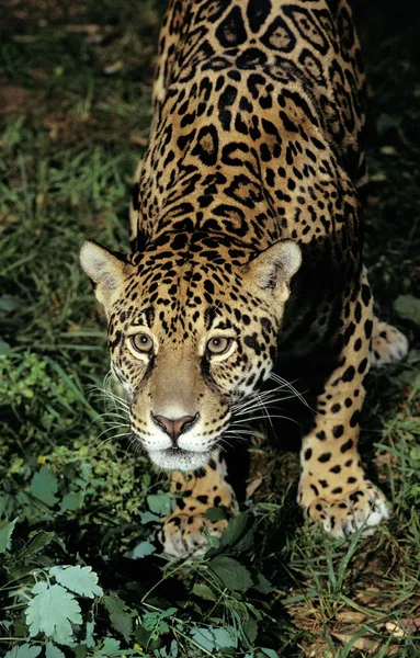 Jaguar Panthera onca — Stockfoto