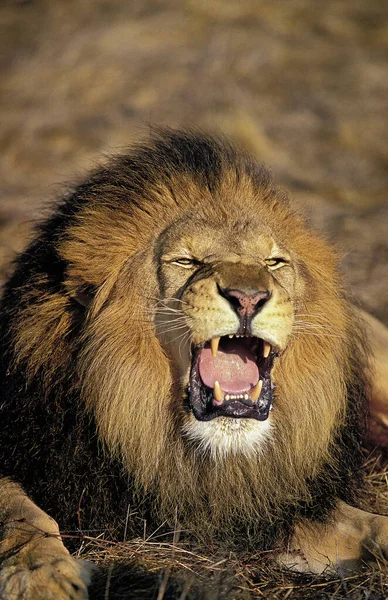 LION D 'AFRIQUE panthera leo — Fotografia de Stock