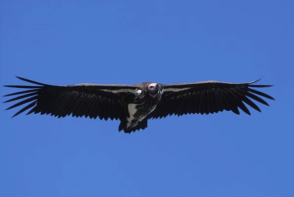 Vautour Oricou torgos tracheliotus — Stockfoto