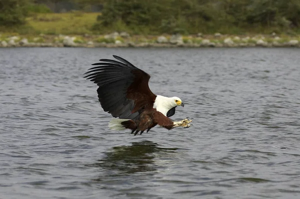 CAPÍTULO PECHEUR D 'AFRIQUE haliaeetus vocifer — Fotografia de Stock