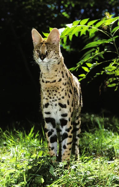 Serval leptailurus serval — 스톡 사진