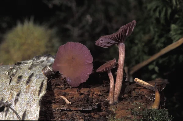 LACCAIRE AMETISTA laccaria amethystina — Foto de Stock