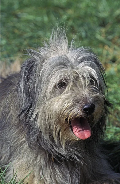 Retrato de cão — Fotografia de Stock