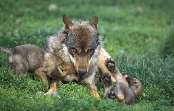 Loup D 'Europe köpek lupus — Stok fotoğraf