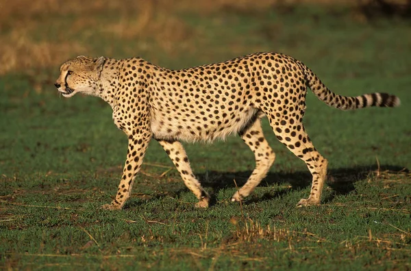 Guepard acinonyx jubatus — стокове фото