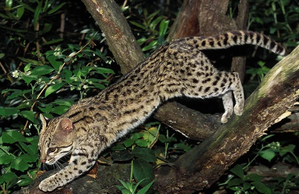 Oncille leopardus tigrinus — Stok fotoğraf