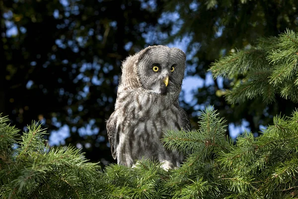 CHOUETTE LAPONE strix nebulosa — Stock Photo, Image