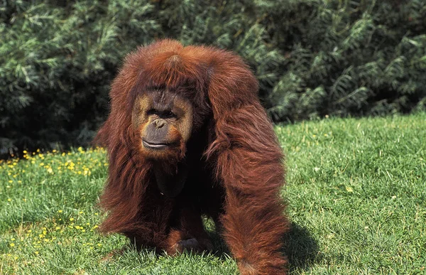 Orang Outan pongo pygmaeus — Fotografia de Stock