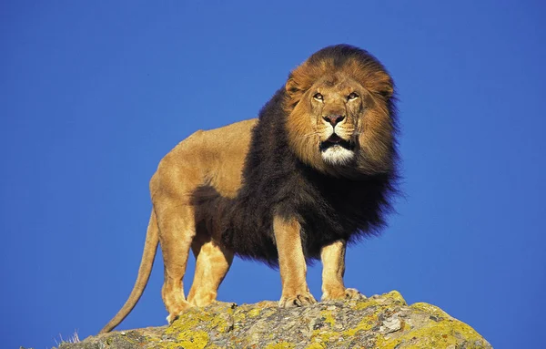 LION D 'AFRIQUE panthera leo — Fotografia de Stock