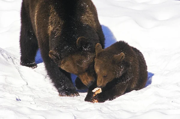 OURS BRUN ursus arctos — Stock Photo, Image