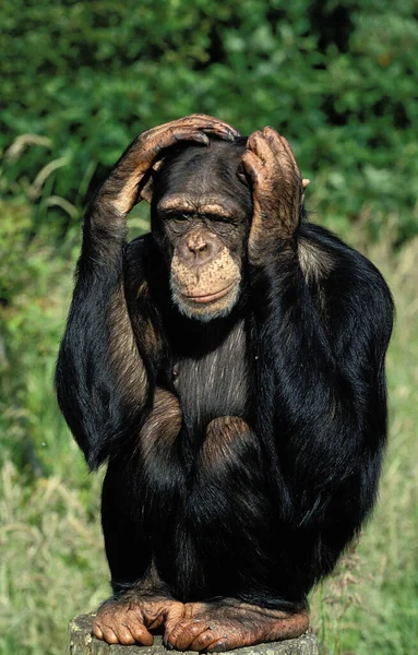 Chimpanze pan troglodytes — Fotografia de Stock