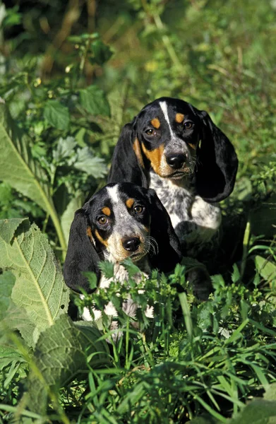 Basset Bleu De Gascogne — Foto de Stock