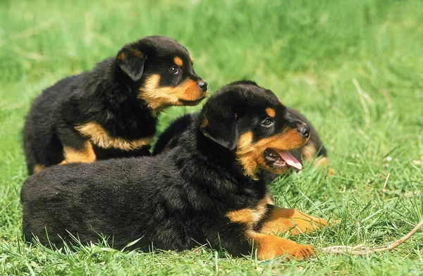 Rottweiler — Foto de Stock