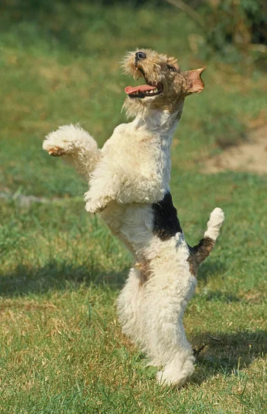 Fox Terrier A Poil Dur — 图库照片