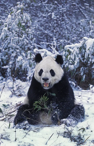 Grand Panda ailuropoda melanoleuca — Stock fotografie