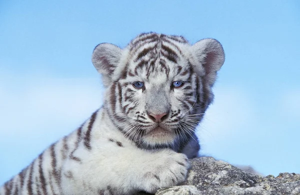 Tigre Blanc tigris pantera — Fotografia de Stock