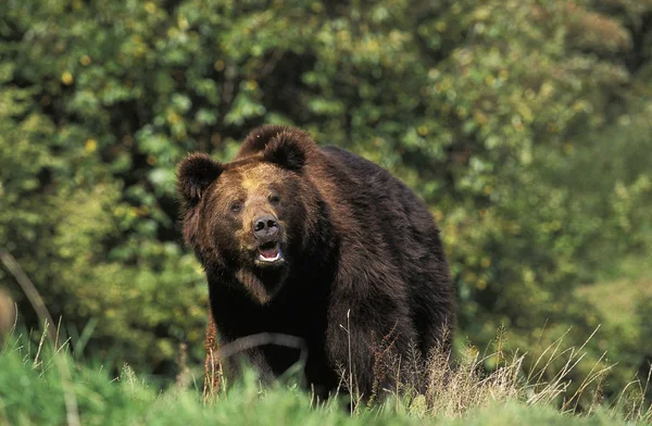 Наш Brun ursus arctos — стоковое фото