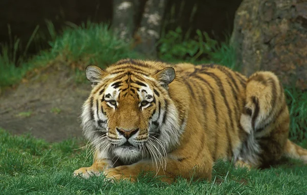 Tigre De Siberie Panthera tigris altaica — Fotografia de Stock