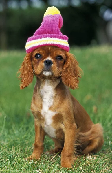 CAVALIER KING CHARLES SPANIEL — Stock Photo, Image