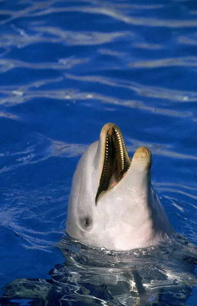 GRAND DAUPHIN tursiops truncatus — Stock Photo, Image