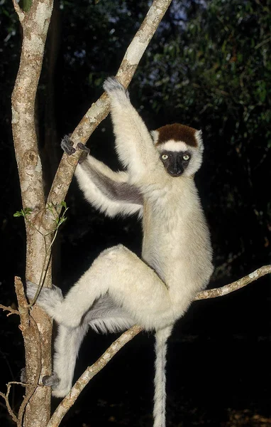 Propitheque De Verreaux propithecus verreauxi — Fotografia de Stock