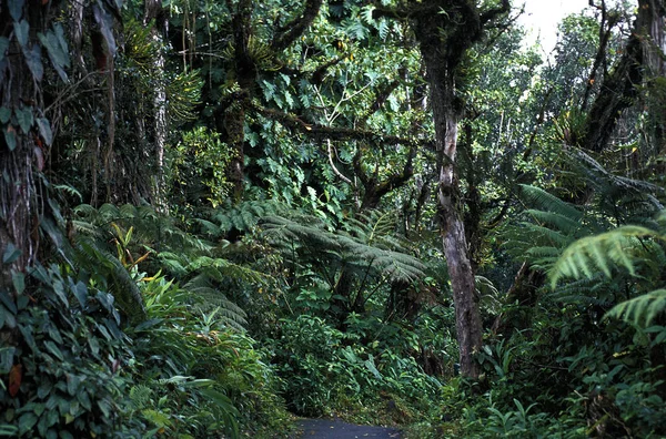 Foret Tropicale — Stok fotoğraf