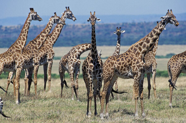 MASAI GIRAFFE giraffa camelopardalis tippelskirchi, HERD IN SAVANNAH, KENYA