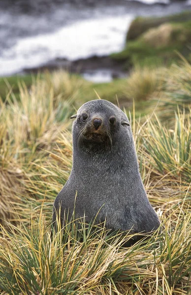 OTARIO UNA CUARTA ANTARCTIQUE arctocephalus gazella —  Fotos de Stock