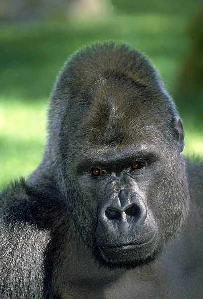 Gorille De Plaine gorilla graueri —  Fotos de Stock