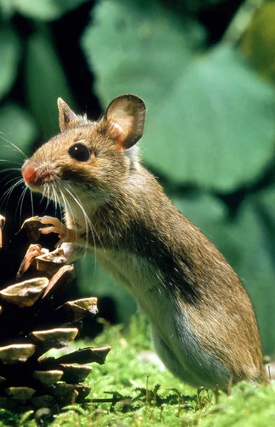 Mulot A Collier Roux apodemus flavicollis — Stok fotoğraf