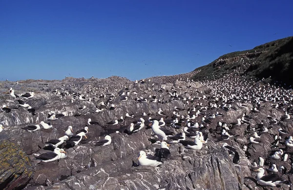 Albatros A Sourpencil Noirs diomedea melanophris — 图库照片