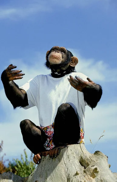 Chimpanze pan troglodytes Humor — Fotografia de Stock
