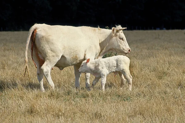 Charolais Bovin — Zdjęcie stockowe