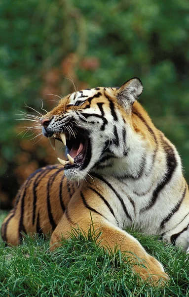 TIGRE DE SIBERIE panthera tigris altaica — Stock Photo, Image