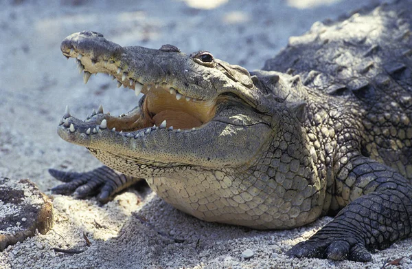 Krokodil De Morelet krokodilus moreletii — Stockfoto