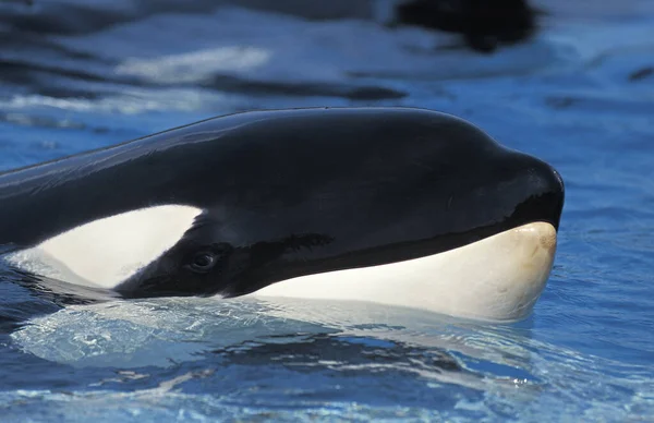 Orque Epaulard orcinus orca — Fotografia de Stock