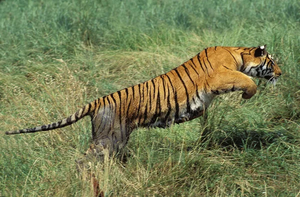 TIGRE DU BENGALE panthera tigris tigris — Stock Photo, Image