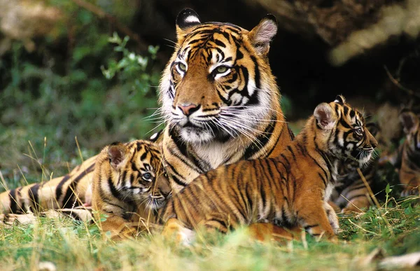 Tigre De Sumatra tigris panthera sumatrae — Fotografia de Stock