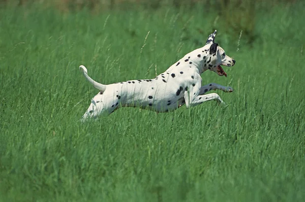 Dalmatien —  Fotos de Stock