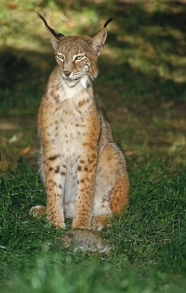 Luchs boreal felis lynx — Stockfoto