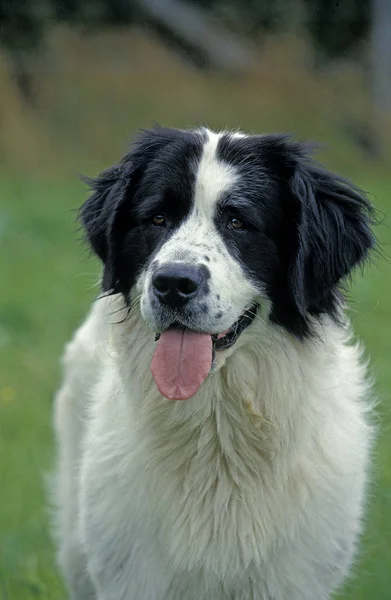 Landseer — Stok fotoğraf