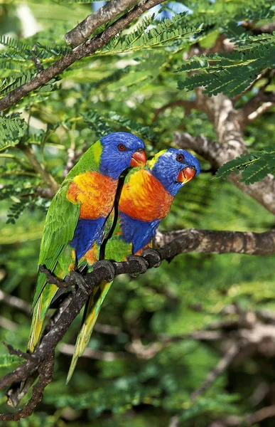 Loriquet De Swainson trichoglossus haematodus moluccanus Nincs magyar neve — Stock Fotó