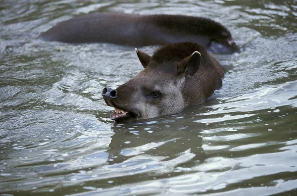 TAPIR DU BRESIL tapirus terrestris — Stock Photo, Image