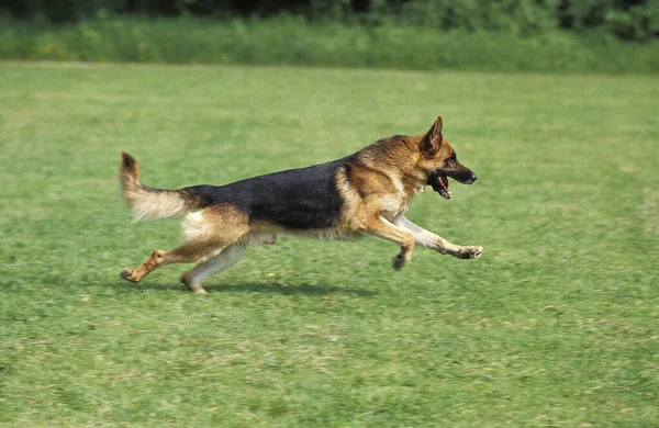 Berger allemand — Stockfoto