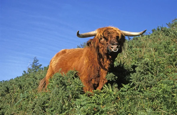 Vache D'Ecosse — Foto Stock